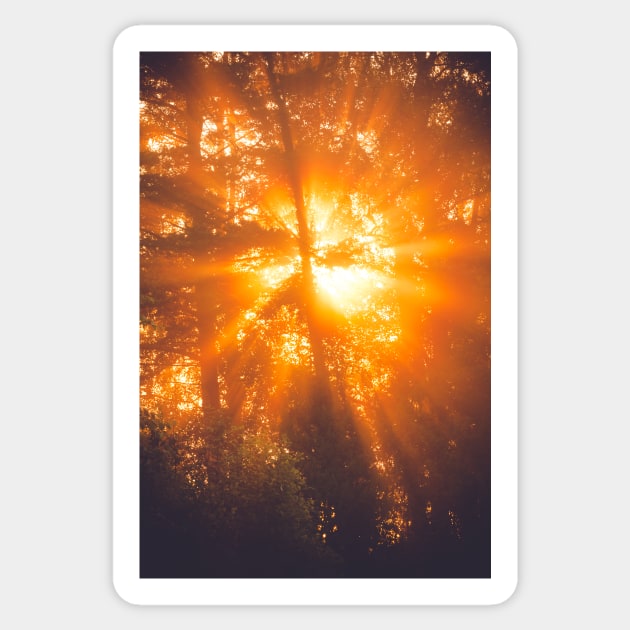 Sunbeams through tree in morning fog Sticker by Juhku